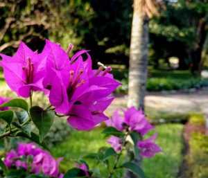 Création de Jardin à Sarrebourg, Saverne, Phalsbourg, Bitche